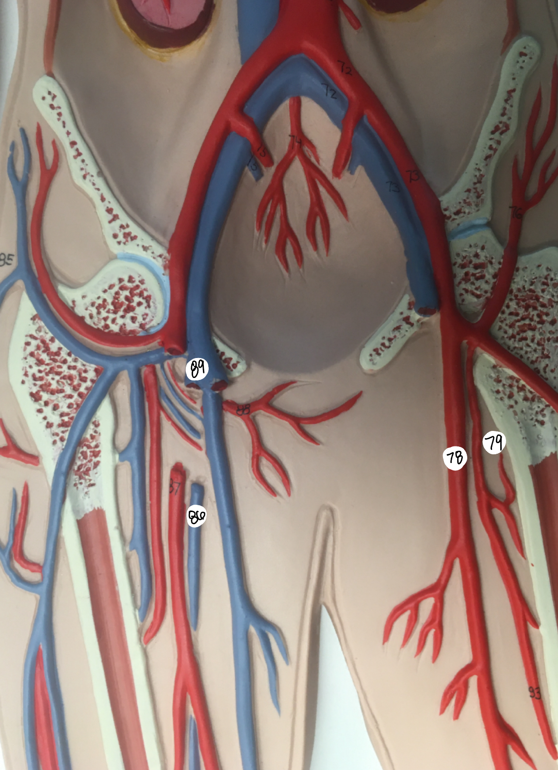 <p>78; 79; 86; 89</p>