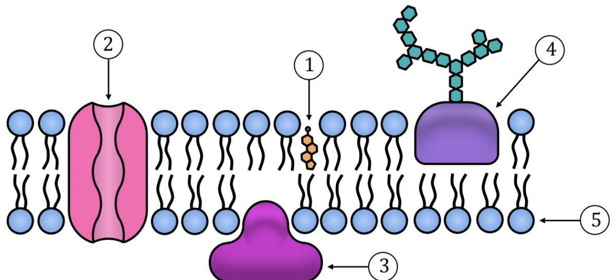 <p>Examine the plasma membrane illustration and determine the structure labeled as #2. </p>