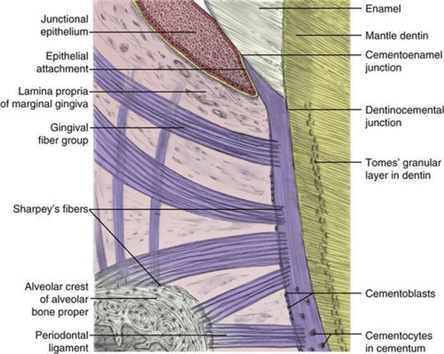 <p>Gingival fibers, transseptal fibers, and alveolodental fibers.</p>