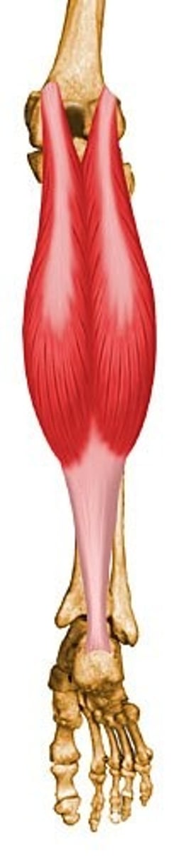 <p>plantar flexes foot at ankle</p>