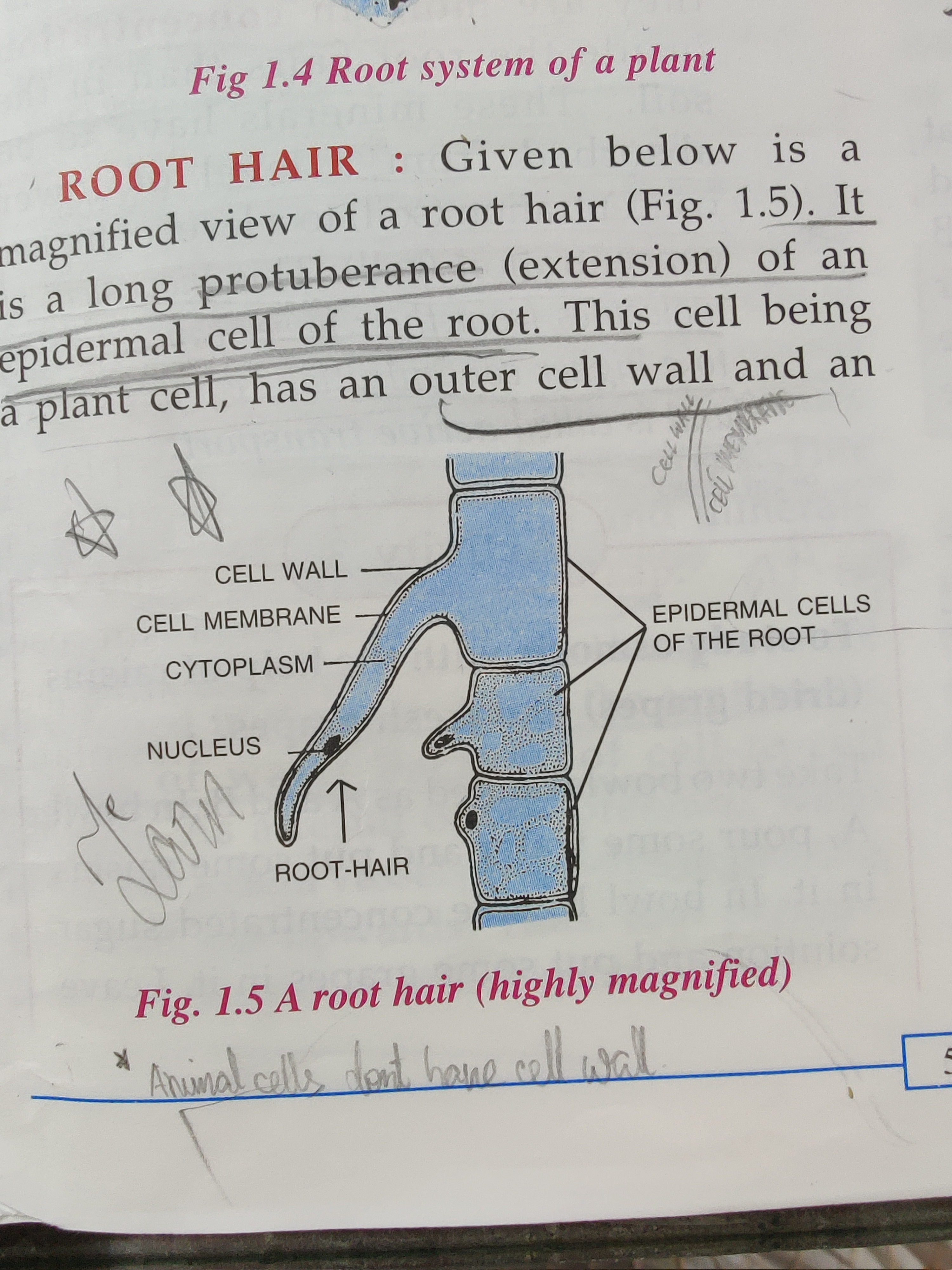<p>Main root </p><p>Lateral root (branch)</p><p>Root hair </p>