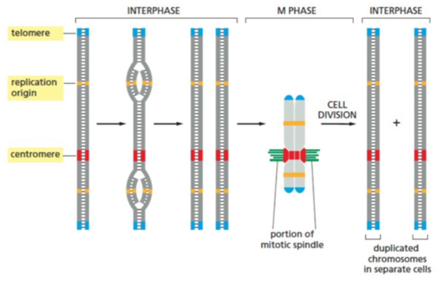 <p>- Telomeres: located at the end of a chromosome, these regions contain repeated nucleotide sequences that enable the ends to be replicated</p><p>- Centromeres: dense, central region of a chromosome that anchors the pairs for separation during mitosis</p>