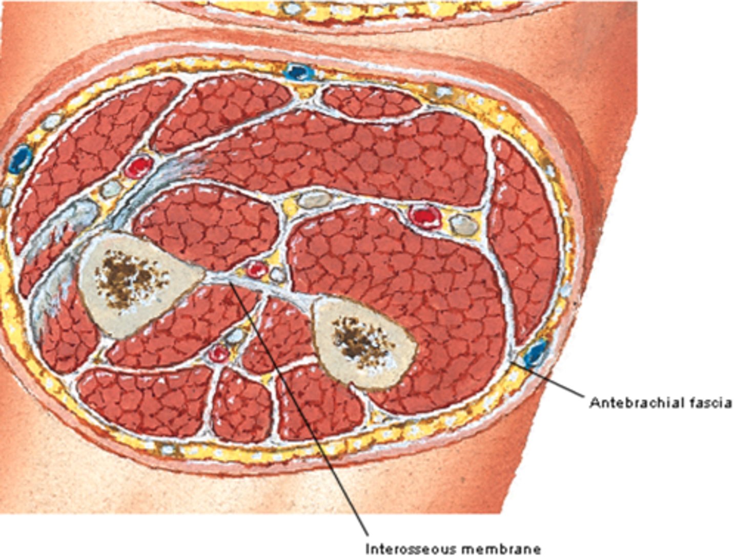 <p>Antebrachial fascia </p>