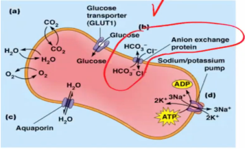 <p>GLUT1 transports glucose into the erythrocyte, where the glucose concentration is lower. An anion exchange protein transports chloride (Cl-) and bicarbonate (HCO3) in opposite directions</p>