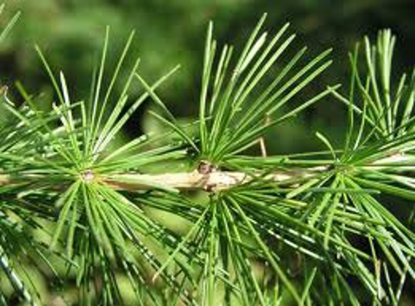 <p>Larix occidentalis, Pinaceae<br><br>-needles grow in spur shoots (NOT BUNDLED), in clusters on spur shoot (unique shape)<br>-rat tails coming off the cone ends</p>