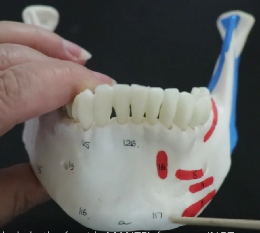 the chin itself