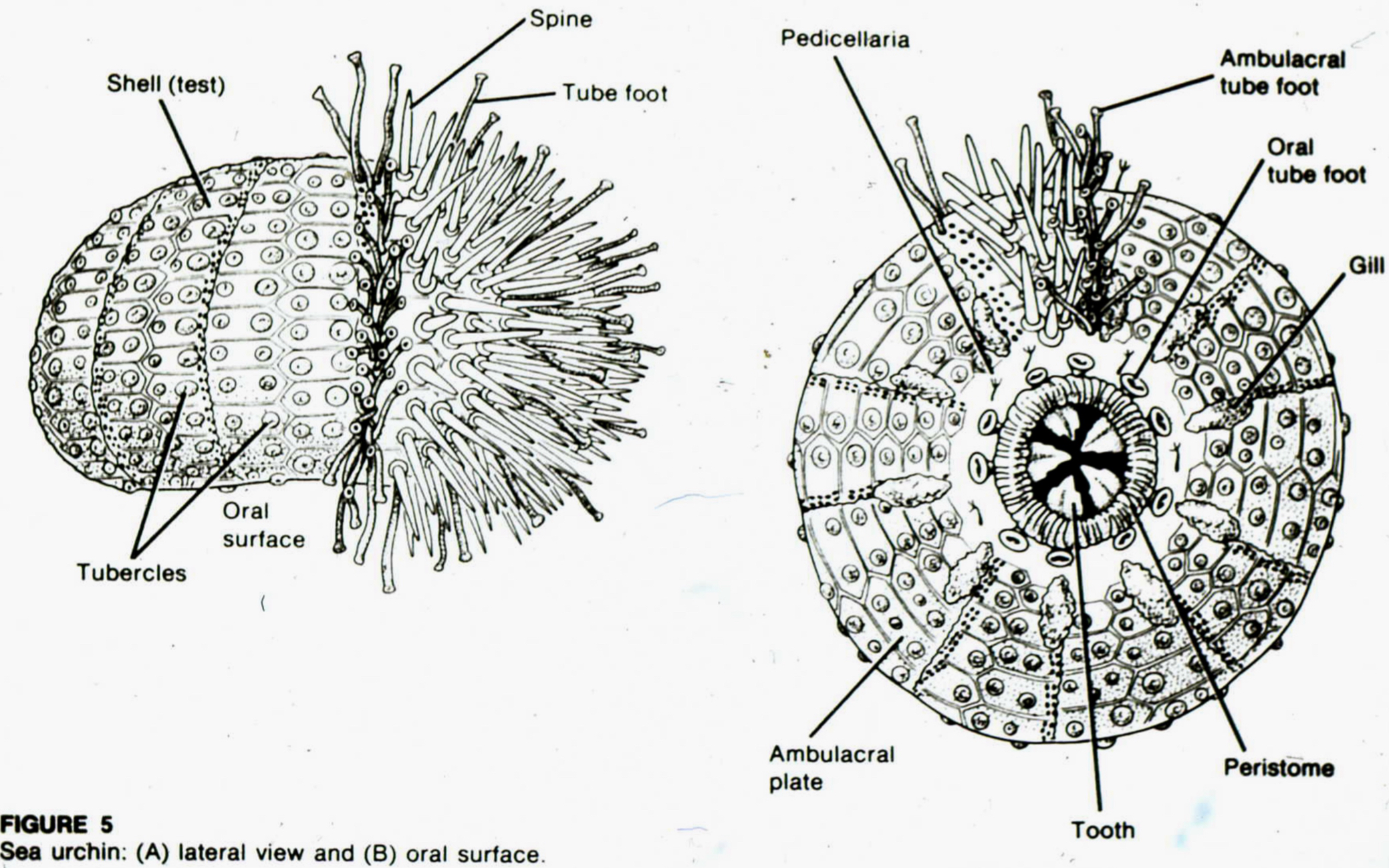 <p>= Sea urchins, sand dollar, heart urchins<br>- few are predators of sea lilies<br>- most abundant in shallow water<br>- large oral surface, small aboral part on top<br>- Test: internal shell w/ water canals<br>- spines made from Tubercles, used for burrowing in soft rock/coral, defense<br>- Pedicellariae (defensive) supported within internal Ossicles<br>- Tube feet used for movement, food collection, waste removal, respiration<br>- Aristotle Latern: jaw like feeding<br>- Echinoplutes: planktonic larvae w/ bilateral symmetry<br>- Turbellarian in gut (parasitic)<br>- Gonads release gametes through genital pore on aboral plate, develop alternate with test growth<br>- broadcast spawning<br>- no autonomy, poor regeneration</p>