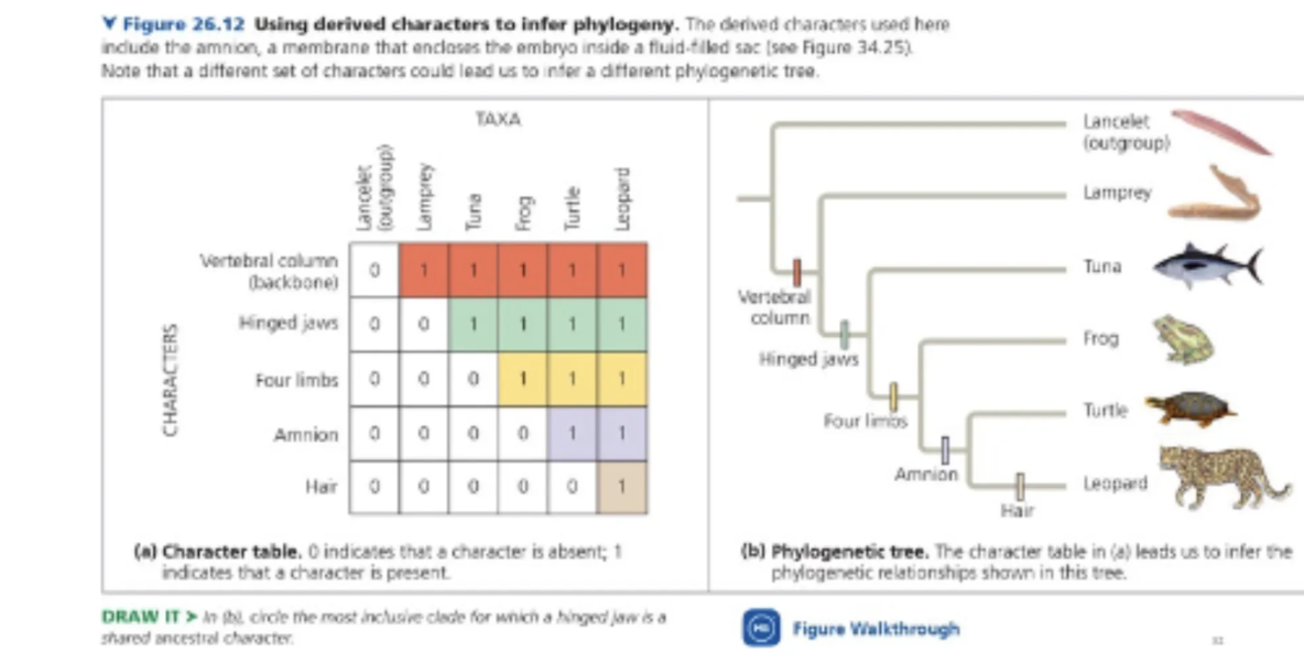<p>explain parosmoiance trees </p>