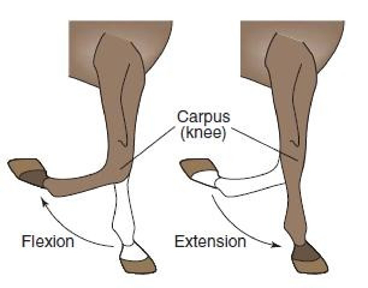 <p>Extending or straightening a part or limb.</p>