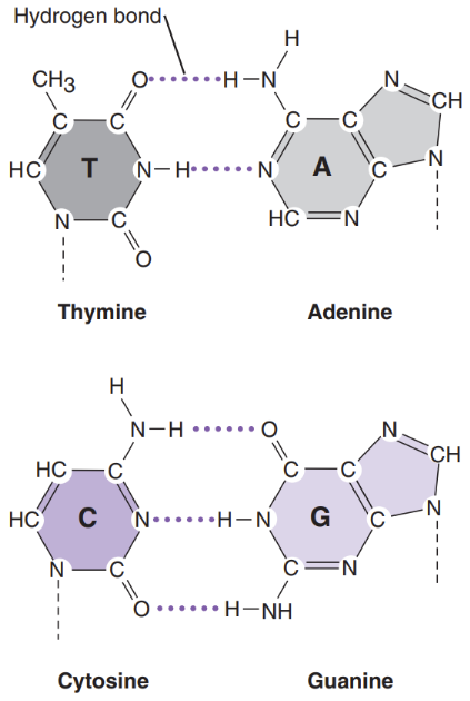 <p><span><u>Nitrogen bases</u> = attached to deoxyribose sugar. Are the 4 building blocks of life </span></p><ol><li><p class="Paragraph SCXW96888958 BCX0" style="text-align: left;"><span>Adenine </span></p></li></ol><ol start="2"><li><p class="Paragraph SCXW96888958 BCX0" style="text-align: left;"><span>Cytosine </span></p></li></ol><ol start="3"><li><p class="Paragraph SCXW96888958 BCX0" style="text-align: left;"><span>Guanine </span></p></li></ol><ol start="4"><li><p class="Paragraph SCXW96888958 BCX0" style="text-align: left;"><span>Thymine </span></p></li></ol><p class="Paragraph SCXW96888958 BCX0" style="text-align: left;"><span><u>Purines </u>= bases with a double-ring structure </span></p><ul><li><p class="Paragraph SCXW96888958 BCX0" style="text-align: left;"><span>Ex: G & A </span></p></li></ul><p class="Paragraph SCXW96888958 BCX0" style="text-align: left;"><span><u>Pyrimidines </u>= bases with a single ring structure </span></p><ul><li><p class="Paragraph SCXW96888958 BCX0" style="text-align: left;"><span>Ex: C & T </span></p></li></ul><p></p>