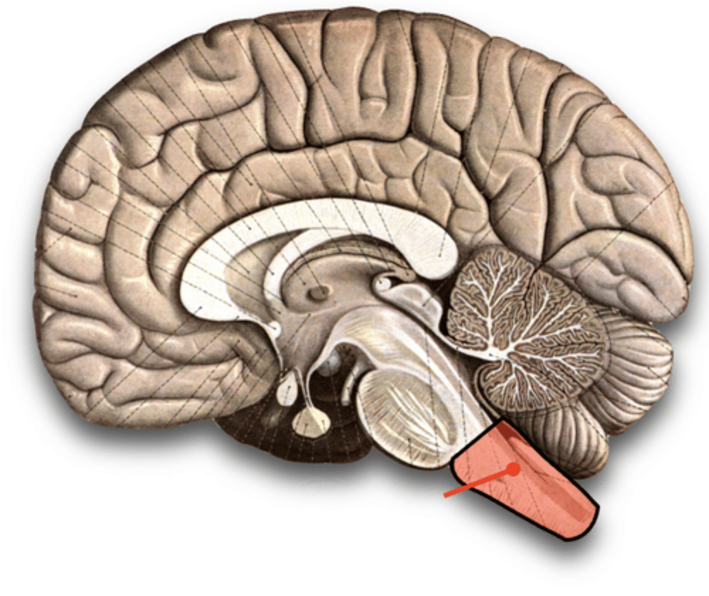 <p>The inferior most section of the brainstem.</p><p>It is found just superior to the foramen magnum.</p><p>Has numerous nuclei that regulate vital bodily functions.</p><p>The respiratory, cardiovascular, vasomotor control centers in the medulla regulate breathing rates, heart rates, and blood pressure.</p><p>Also coordinates complex processes that involve several organs (e.g. vomiting, gagging, swallowing, and sneezing).</p>