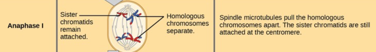 <ul><li><p><span>The homologous chromosomes get pulled away from each other to opposite sides.</span></p></li><li><p><span>Sister chromatids stay together</span></p></li></ul><p></p><ul><li><p>The microtubules pull tetrads apart</p></li><li><p class="p1">Chiasmata are broken but sister chromatids remain attached at centromere</p></li></ul><p></p>