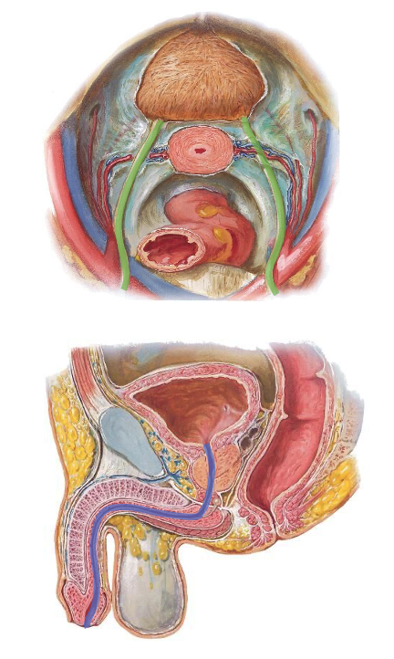 <p>Urinens forløb</p>