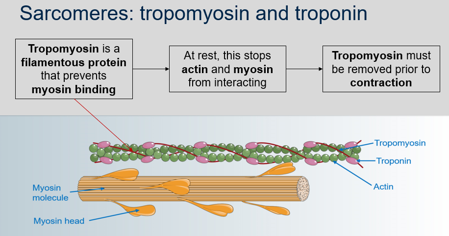 <p>Tropomyosin is a filamentous protein that prevents myosin binding, which stops actin and myosin from interacting at rest. Therefore, the function of tropomyosin is to regulate muscle contraction by inhibiting the interaction between actin and myosin until it is removed prior to contraction.</p>