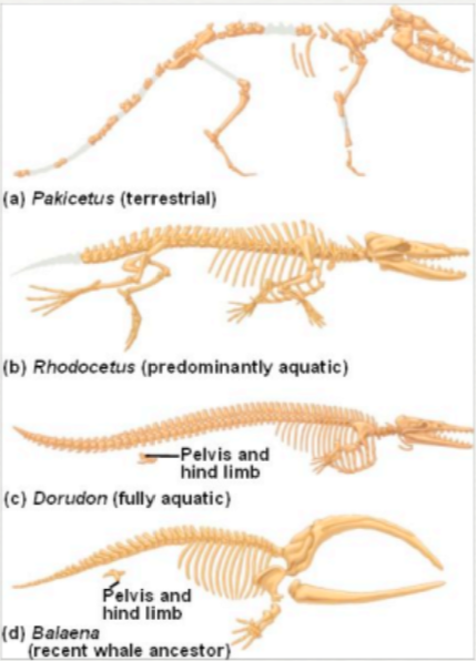<blockquote><p><strong><span style="color: yellow">Transitional Fossils</span></strong> - show intermediary links between groups of organisms</p></blockquote><blockquote><p><strong><span style="color: blue">Vestigial Structures</span></strong> - structures that are reduced forms of structures that were functional in organism’s ancestors</p><ul><li><p>e.g. wings on flightless birds, wisdom teeth, the appendix, tailbone, body hair, snakes’ pelvic bone, goosebumps, etc.</p></li></ul></blockquote>