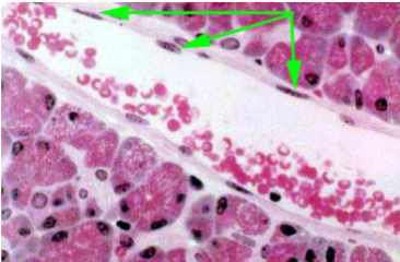 <p>what kind of epithelium is this made of&nbsp;</p>