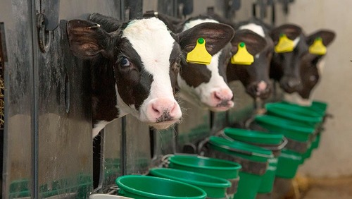 higher disease transfer, no individualized care, harder to track individual feed/milk/water intake