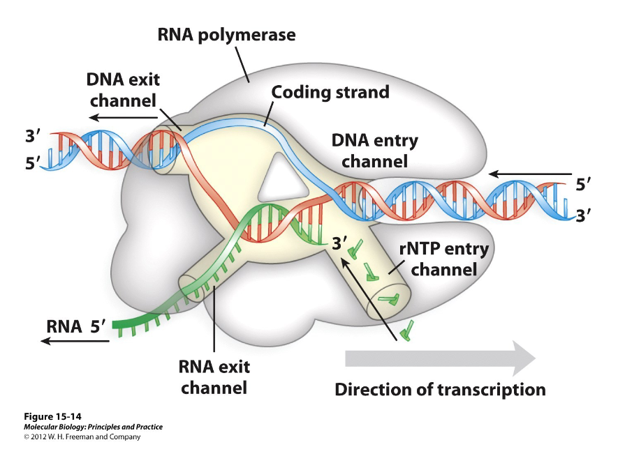 <p>What are the four different channels on a RNA polymerase?</p>