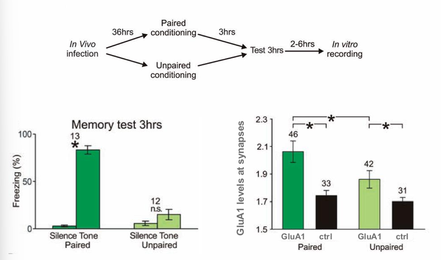 <ul><li><p>pavlovian conditioning</p></li><li><p>paired vs unpaired</p></li><li><p>amygdala</p></li></ul><p></p><ul><li><p>GFP-GluA1 » expressie in laterale amygdala en expressie in single amygdala neuron zichtbaar</p></li><li><p>Fear conditioning induces synaptic trafficking of GluA1</p></li><li><p>sign meer gluN1 verplaatst in synaps bij conditionering dan bij alleen schrok, </p></li><li><p>maar bij schrok nog wel wat geleerd? probeert associaties te maken om iets te leren over die schrokken </p></li></ul><p></p><ul><li><p><span><span>Dit toont eigenlijk aan als je iets leert vindt er inderdaad LTP plaats in de amygdala, want je ziet meer gluA1 en synapsen.</span></span></p></li></ul><p></p>