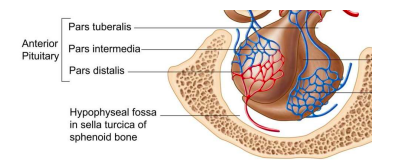 <p>affects older horses but has been diagnosed as young as 10 years old; caused by impaired pituitary (hyperplasia and hypertrophy of pars intermedia); leads to increased secretion of cortisol by adrenal glands; results in high blood glucose and suppression of immune system</p>