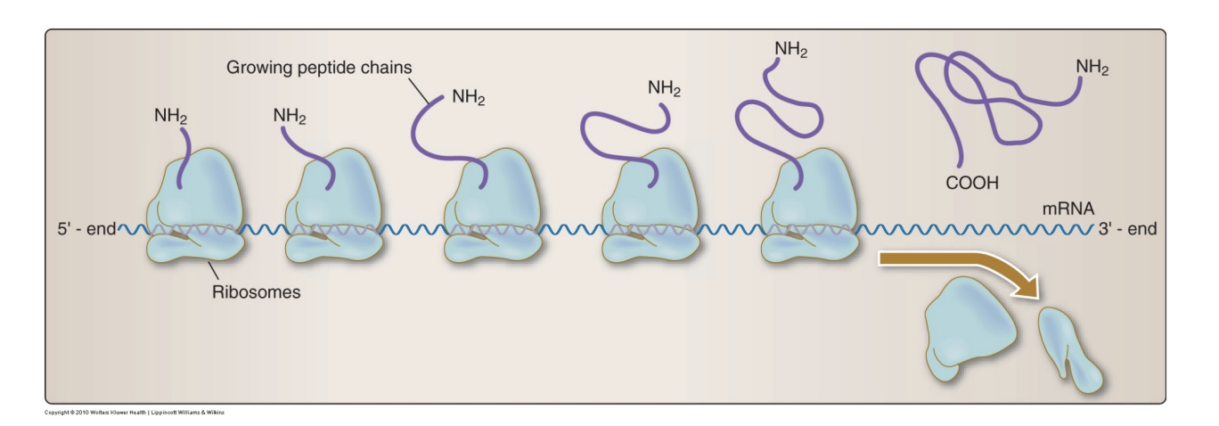<p>Identify the oldest and newest ribosome (aka the direction of translation)</p>