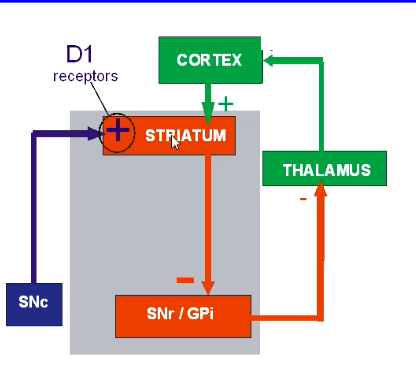 <ul><li><p>the direct pathway serves to promote movement</p></li><li><p>dopamine acts on excitatory D1 receptors on striato-GPi neurons</p></li></ul><p></p>