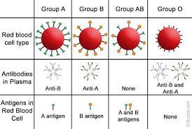 <ol><li><p>Type A</p><ol><li><p>Has type B antibodies</p></li></ol></li><li><p>Type B</p><ol><li><p>Has type A antibodies</p></li></ol></li><li><p>Type O</p><ol><li><p>Has both A and B antibodies</p></li></ol></li><li><p>Type AB</p><ol><li><p>Has Neither A Nor B antibodies</p></li></ol></li></ol>