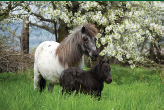<p>A pony breed from the Shetland Isles, known for its shaggy coat and small size. </p>