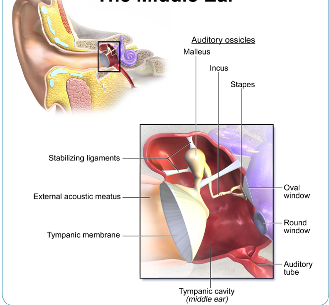 <p>middle ear</p>