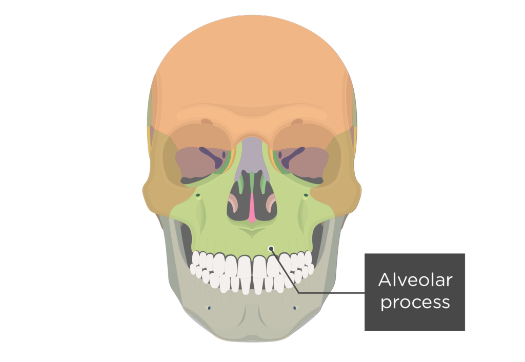 <p>Hole on the mandible </p>