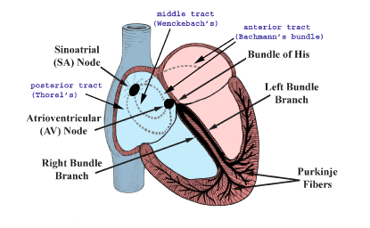 <ul><li><p>Anterior, Middle, and Posterior Internodal Atrial Bundles</p></li><li><p>A-V Node</p><ul><li><p>Only pathway from atria to AV bundle; slow conduction, long absolute refractory period</p></li></ul></li><li><p>A-V Bundle</p></li><li><p>Right and Left Bundle Branches</p></li><li><p>Purkinje Fibres</p></li></ul><p></p>