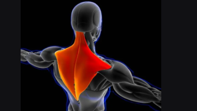 <p>Trapezoid-shaped muscle of upper back and neck.</p>