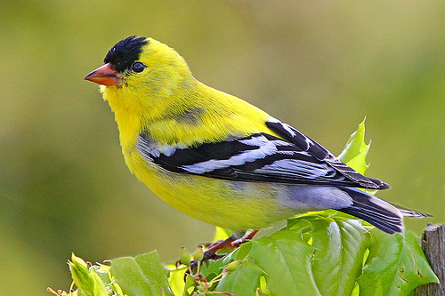 <p>Passeriformes</p><p>Black forehead, yellow body, lower black wings and black tail</p>