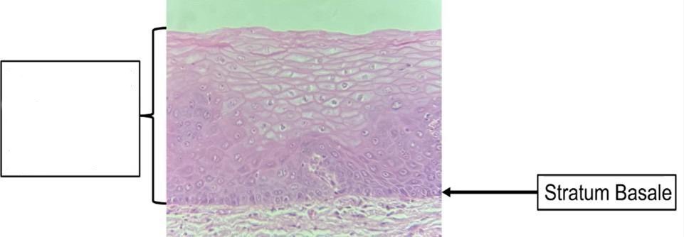 <p>What cell is shown</p>