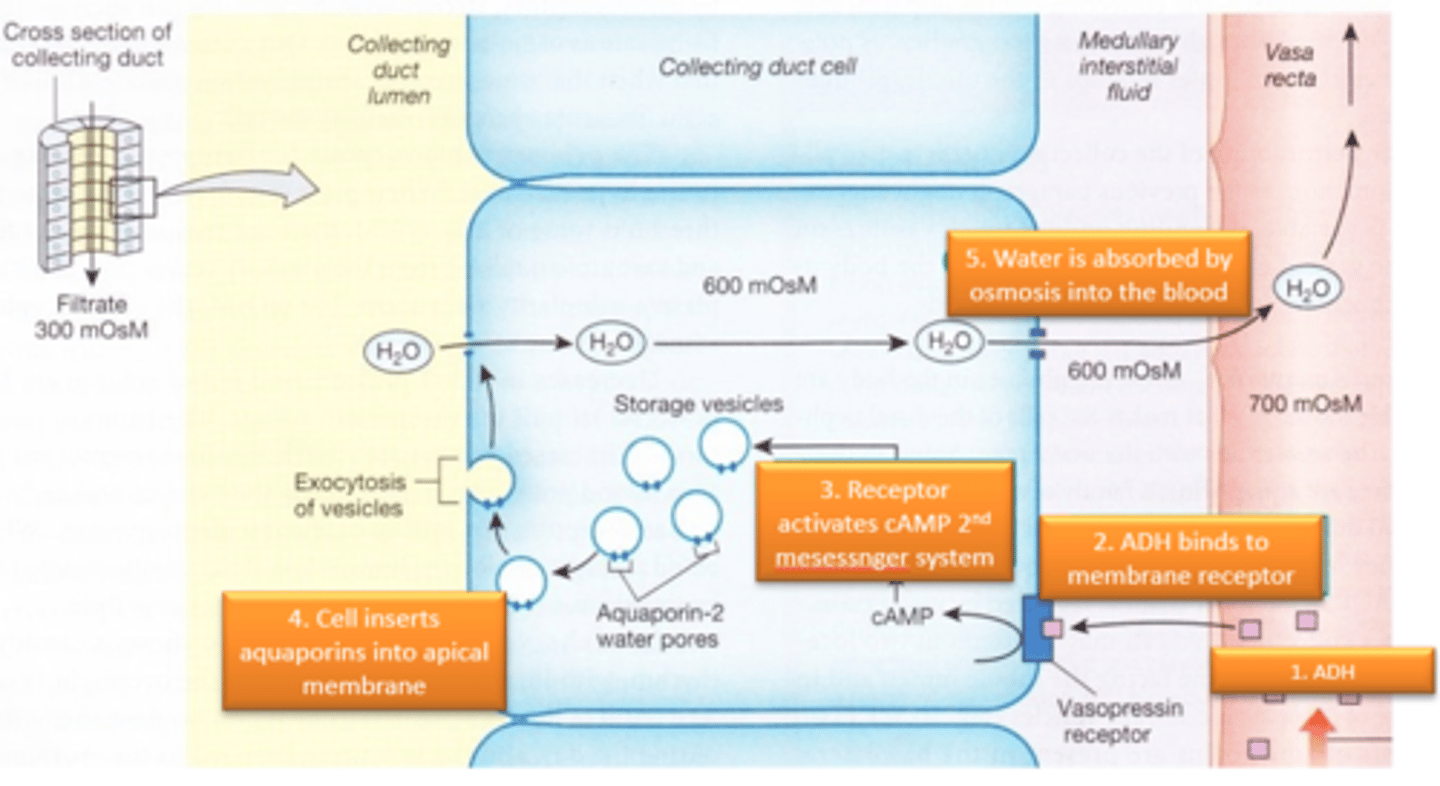<p>-Firstly ADH binds to vasopressin receptors on the basolateral membrane of collecting duct cells (CDC)</p><p>-This causes the receptor to active the cAMP secondary messenger system leading to the movement of stored aquaporins towards the apical membrane</p><p>-When the aquaporins arrive at the apical membrane, they are incorporated</p><p>-This allows water to move via osmosis through the CDC into the blood</p>