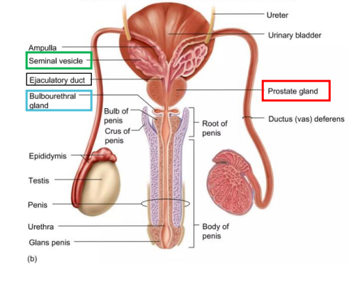 <p>- coiled glands, around 5-7cm long</p><p>- posterior to bladder, forms ejaculatory duct</p><p>- Produces around 60% of seminal fluid, contains fructose, citric acid, prostaglandins, and fibrinogen all of which increase sperm motility</p>