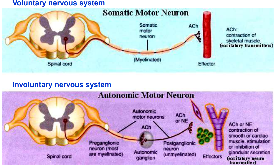 <ul><li><p>There is the CNS (brain &amp; spinal cord) &amp; PNS -(peripheral nervous system) (cranial, spinal and peripheral nerves)</p></li><li><p>The <strong>PNS </strong>is divided into <strong>somatic </strong>&amp; <strong>autonomic </strong>nervous system</p></li><li><p>somatic nervous system: innervates part of body under voluntary control e.g. skeletal muscles</p></li><li><p>autonomic nervous system: innervates structures of body except skeletal muscles. e.g. blood, heart vessels</p></li></ul><p></p>