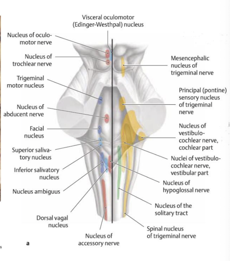 <p>brainstem</p>