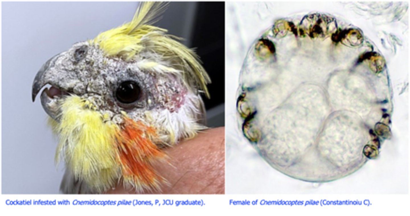 <p>Hosts: budgerigars, rainbow lorikeets, parrots etc;</p>