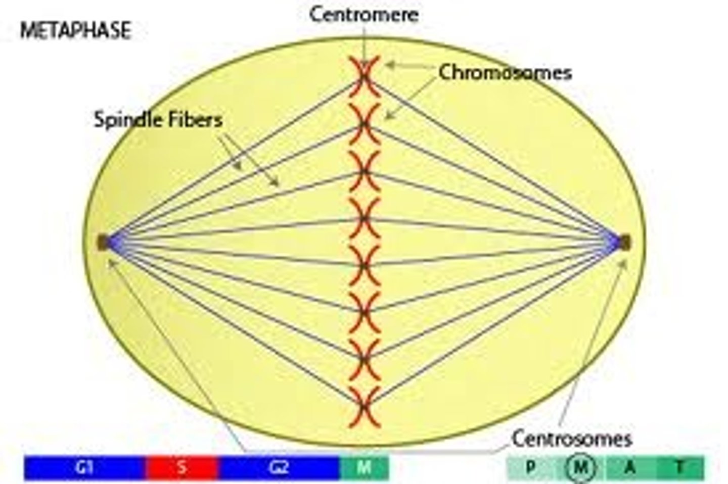 <p>a structure made of microtubules that controls chromosome movement during mitosis</p>
