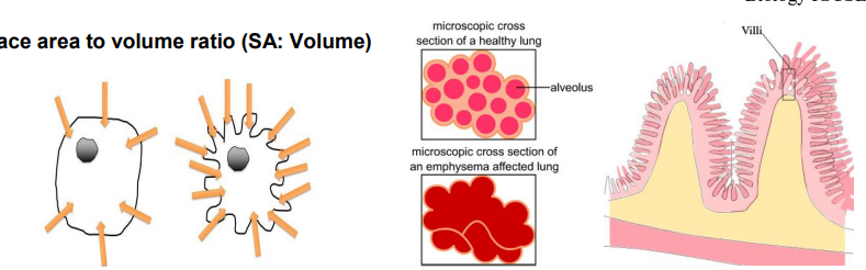 <p>→The <strong>larger</strong> the surface area to volume ratio, the <strong>faster</strong> the rate of diffusion, as more molecules can pass through the surface simultaneously. </p>