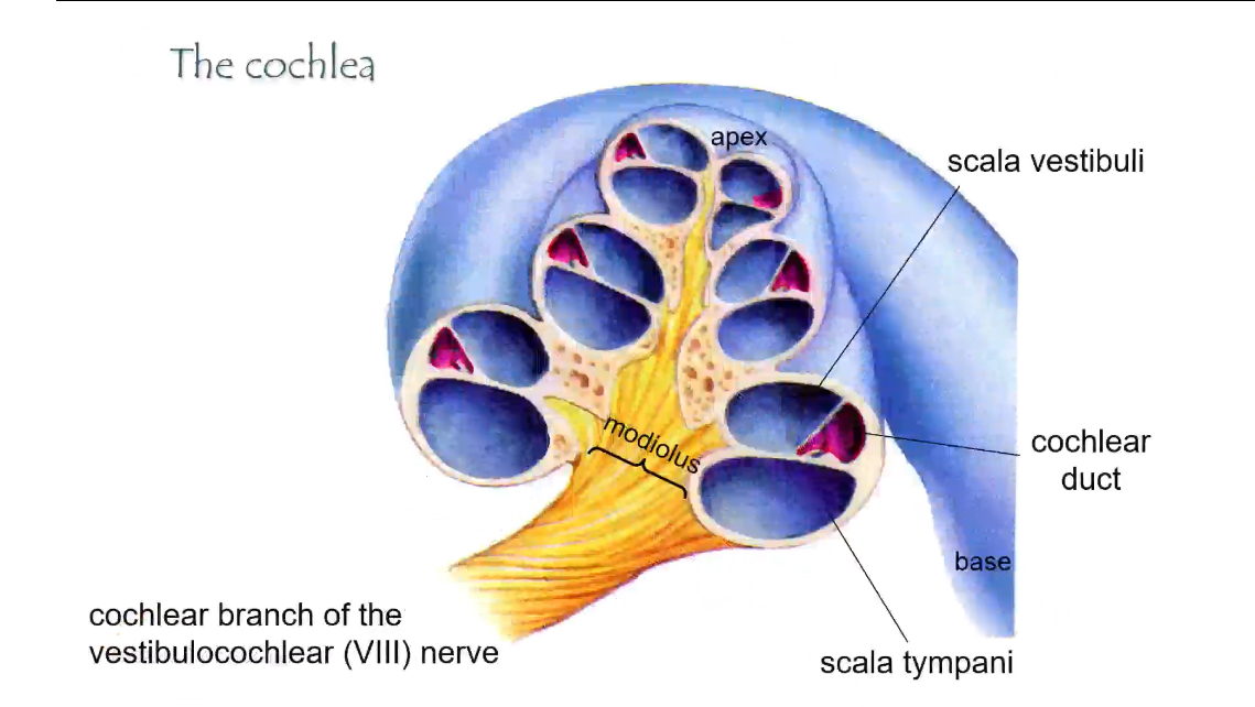 <p>• Scala vestibuli – perilymph</p><p class="p1">• Scala media (cochlear duct) – endolymph</p><p class="p1">• Scala tympani – perilymph</p><p class="p2"></p><p class="p1">These compartments are separated by the vestibular membrane (top) and basilar membrane (bottom).</p><p class="p1"></p><p class="p1">Sound enters at the base and travels toward the apex</p><p></p><p>Fluids (colour-coded in the diagrams)</p><p>	•	Perilymph (blue)</p><p>	•	Fills the outer chambers</p><p>	•	Normal extracellular fluid (high Na⁺, low K⁺)</p><p>	•	Carries pressure waves</p><p>	•	Endolymph (purple)</p><p>	•	Fills the cochlear duct</p><p>	•	High K⁺</p><p>	•	Surrounds hair-cell stereocilia</p><p></p><p>The three chambers of the cochlea (cross-section)</p><p>Each “slice” of the cochlea has three tubes:</p><p></p><p>Scala vestibuli</p><p>	•	Top chamber</p><p>	•	Filled with perilymph</p><p>	•	Receives vibrations from the oval window</p><p></p><p>Cochlear duct (scala media)</p><p>	•	Middle chamber</p><p>	•	Filled with endolymph</p><p>	•	Contains the organ of Corti</p><p>	•	Where hearing actually happens</p><p></p><p>Scala tympani</p><p>	•	Bottom chamber</p><p>	•	Filled with perilymph</p><p>	•	Ends at the round window (pressure release)</p><p></p><p>Organ of Corti (inside the cochlear duct)</p><p>	•	The sensory organ of hearing</p><p>	•	Contains hair cells</p><p>	•	Hair-cell stereocilia project into endolymph</p><p>	•	Base of hair cells releases glutamate onto the auditory nerve</p><p></p><p></p><p>Oval window and round window</p><p>	•	Oval window</p><p>	•	Where the stapes pushes</p><p>	•	Starts fluid movement in perilymph</p><p>	•	Round window</p><p>	•	Moves to allow fluid displacement</p><p>	•	Prevents pressure build-up</p><p></p><p>Base vs apex (important)</p><p>Base</p><p>	•	Near oval window</p><p>	•	Detects high-frequency sounds</p><p></p><p>Apex</p><p>	•	Tip of the spiral</p><p>	•	Detects low-frequency sounds</p><p></p><p>Modiolus and nerve</p><p>	•	Modiolus</p><p>	•	Central core of the cochlea</p><p>	•	Cochlear branch of CN VIII</p><p>	•	Carries signals from hair cells to the brain</p><p></p>