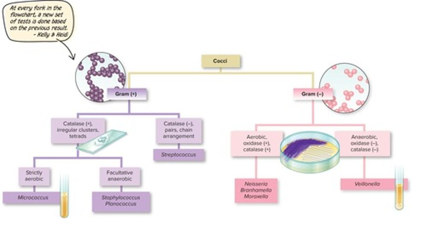 <p>To identify bacteria based on their cell wall characteristics.</p>