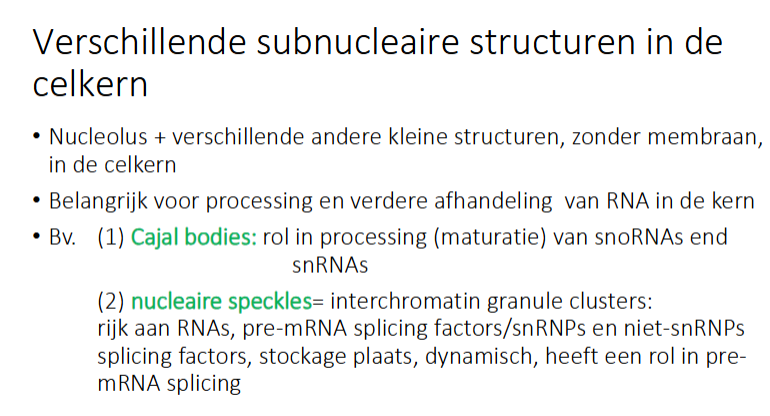 <ul><li><p>Nucleolus + verschillende andere kleine structuren, zonder membraan</p></li><li><p>Belangrijk voor processing en verdere afhandeling van RNA in de kern</p></li><li><p>bv</p><ul><li><p>Cajal bodies: rol in processing (maturatie) van snoRNA en snRNA</p></li><li><p>Nucleaire spleckles = interchromatin granule clusters: rijk aan RNA’s, pre-mRNA splicing factors/snRNPs en niet-snRNPs splicing factor, stockage plaats, dynamisch, heeft een rol in pre-mRNA splicing</p></li></ul></li></ul><p></p>