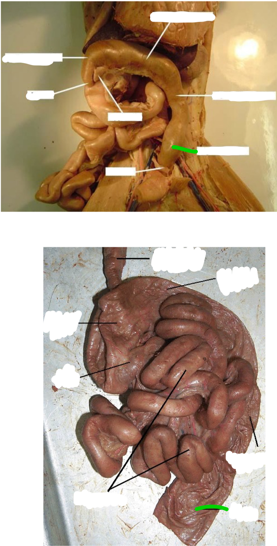 term image