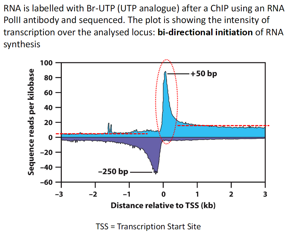 <p><strong>Experimental Approach</strong><br> RNA is labeled with Br UTP<br> Br UTP is a UTP analogue<br> Labeling is done after ChIP using an RNA Pol II antibody<br> RNA is then sequenced</p><p><strong>Results</strong><br> Plot shows intensity of transcription across the analyzed locus<br> RNA synthesis initiates in both directions</p><p><strong>Key Term</strong><br> TSS means Transcription Start Site</p>