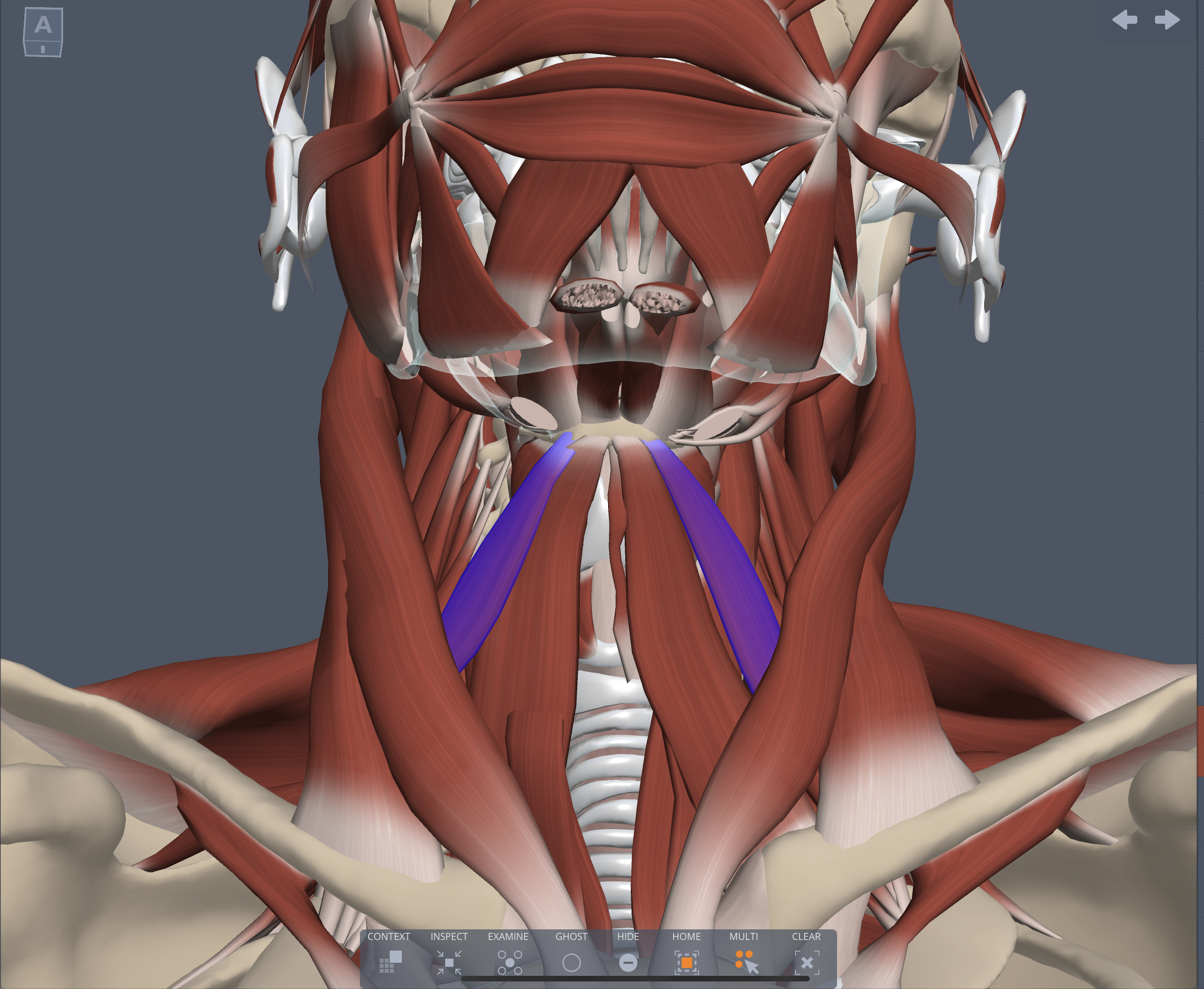 Origin of the Omohyoid muscle