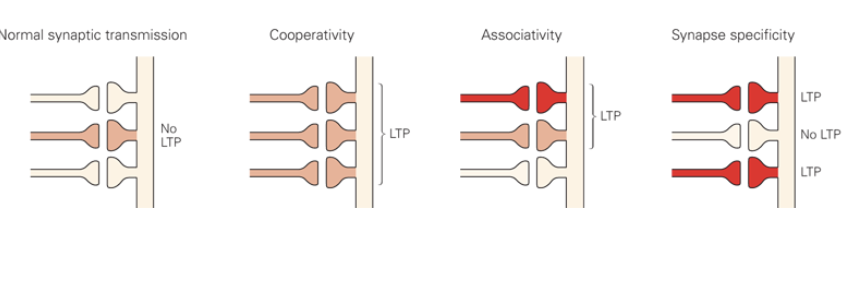 <p>After LTP, either input I or input II alone can trigger postsynaptic firing, forming an association between them. Input III, which was inactive, remains unassociated.</p>