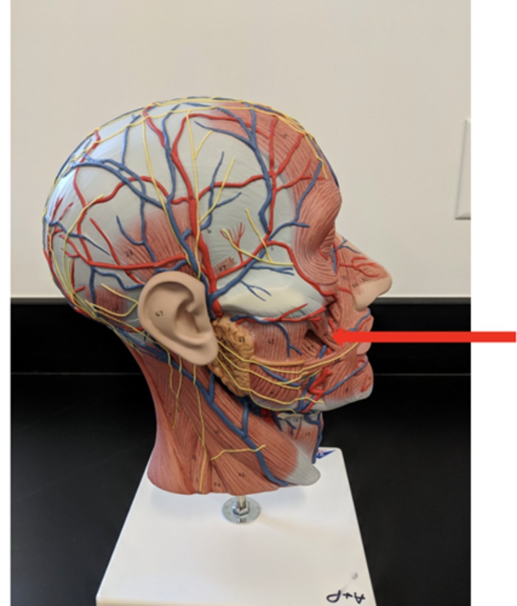 <p>what is this?</p>