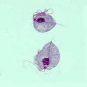 <p>five flagella, wide anterior, single nucleus </p>